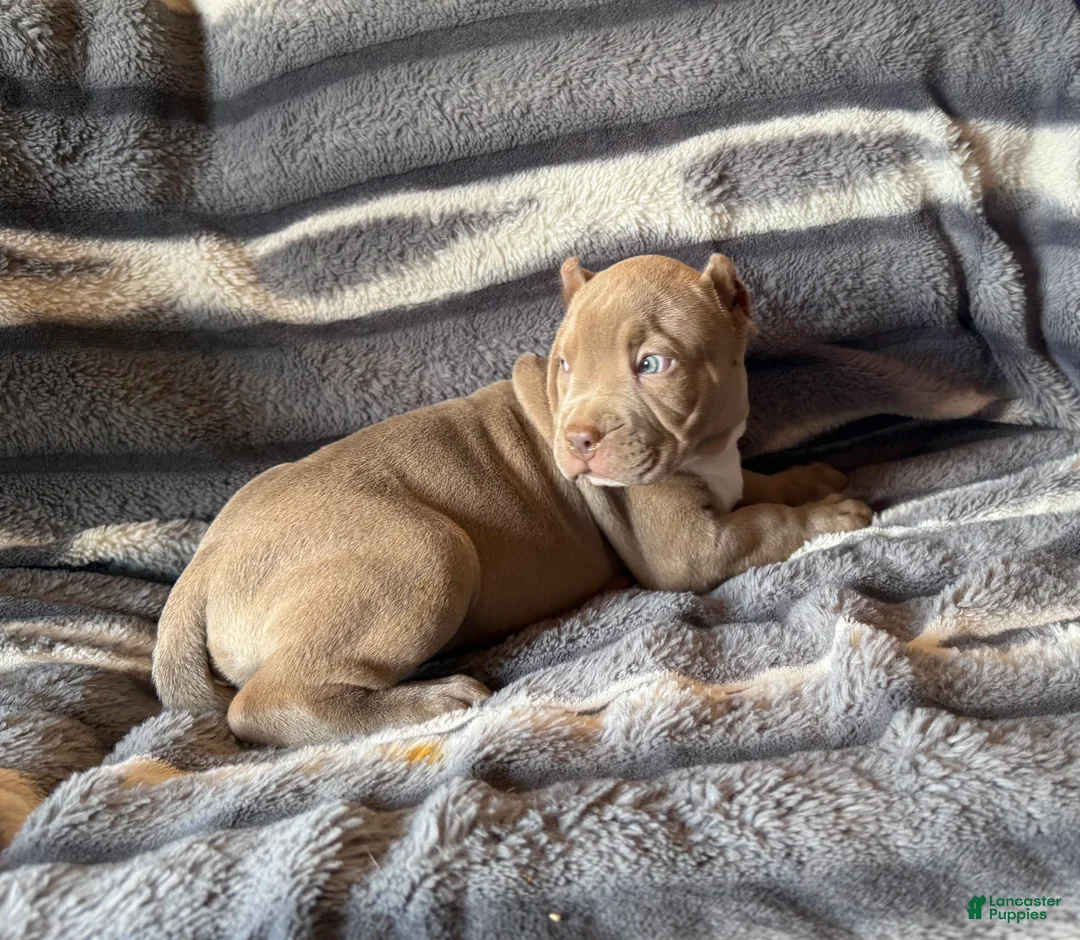 American Bully dogs for sale: Guess - Ad 2