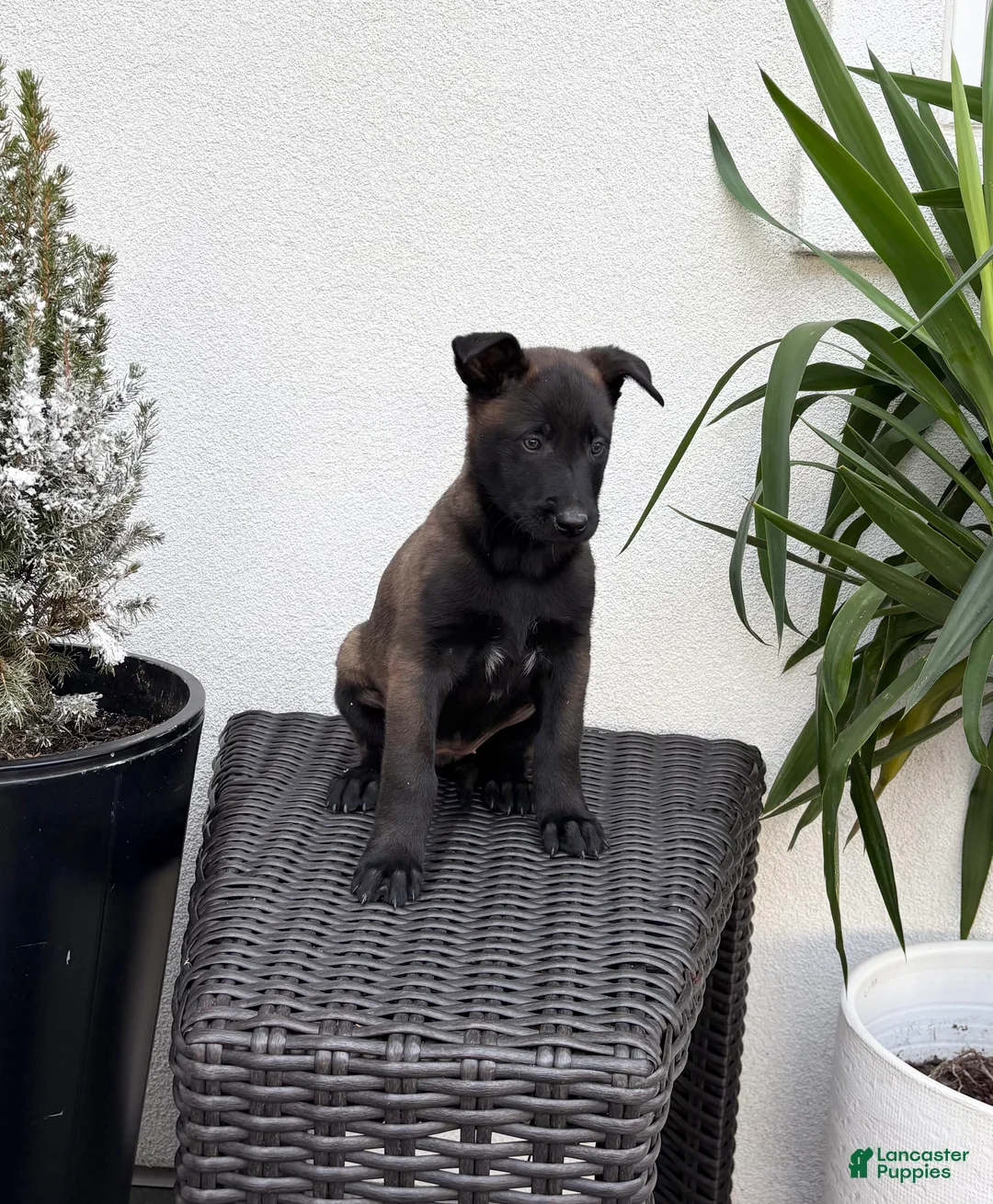 Belgian Malinois dogs for sale: Belgian Malinois Puppy (Marley) - Ad 3