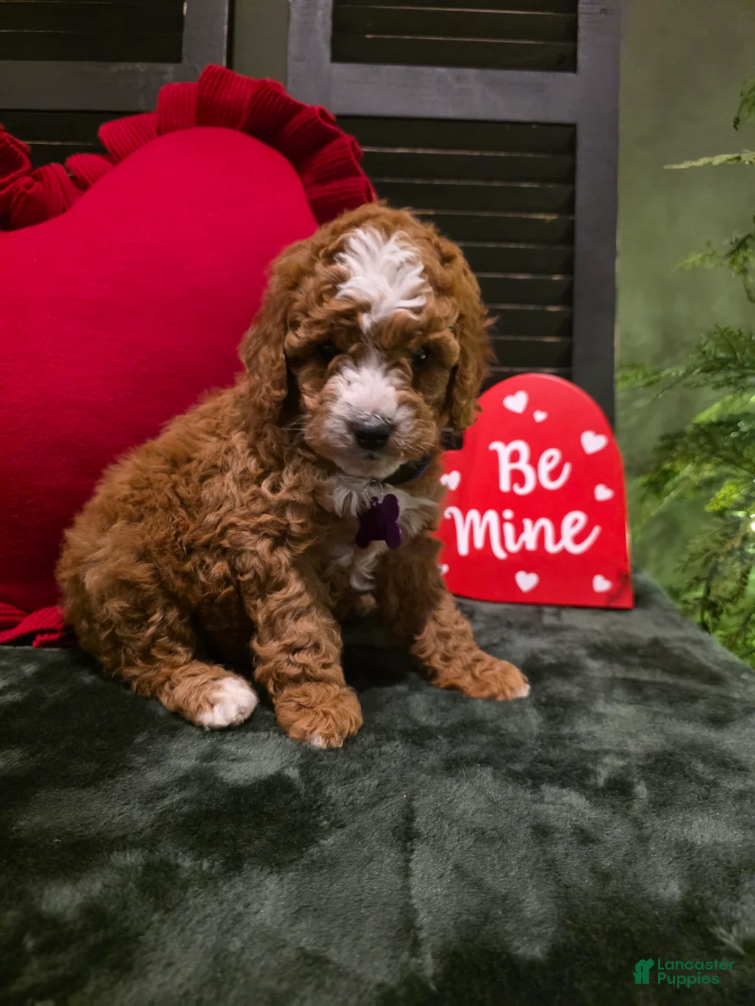 Mini Bernedoodle dogs for sale: Star - Ad 5