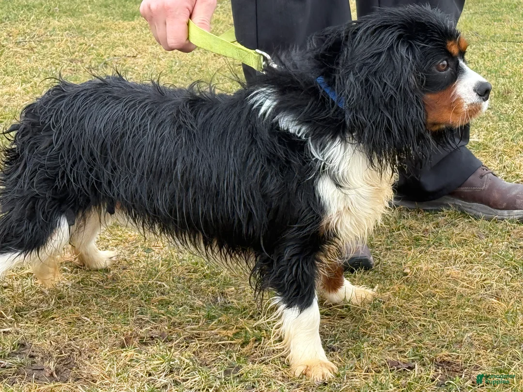 Cavalier King Charles Spaniel dogs for sale: Lucky  - Ad 2