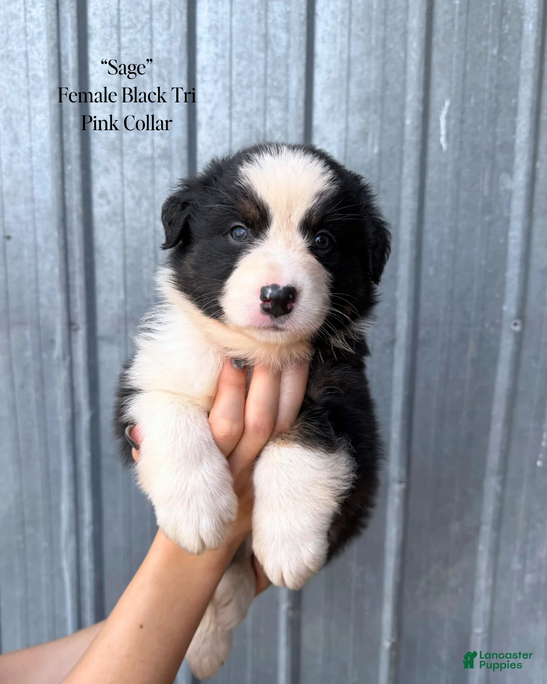 Australian Shepherd dogs for sale: Sage  - Ad 1