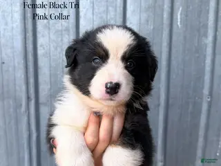 Australian Shepherd dogs for sale: Sage - Ad 2