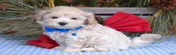 Maltipoo dogs for sale: Maverick - Ad 12