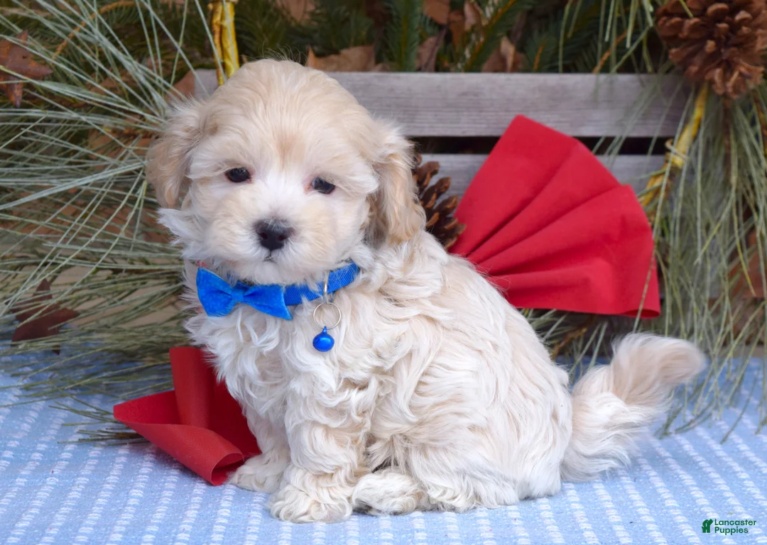 Maltipoo dogs for sale: Maverick - Ad 12