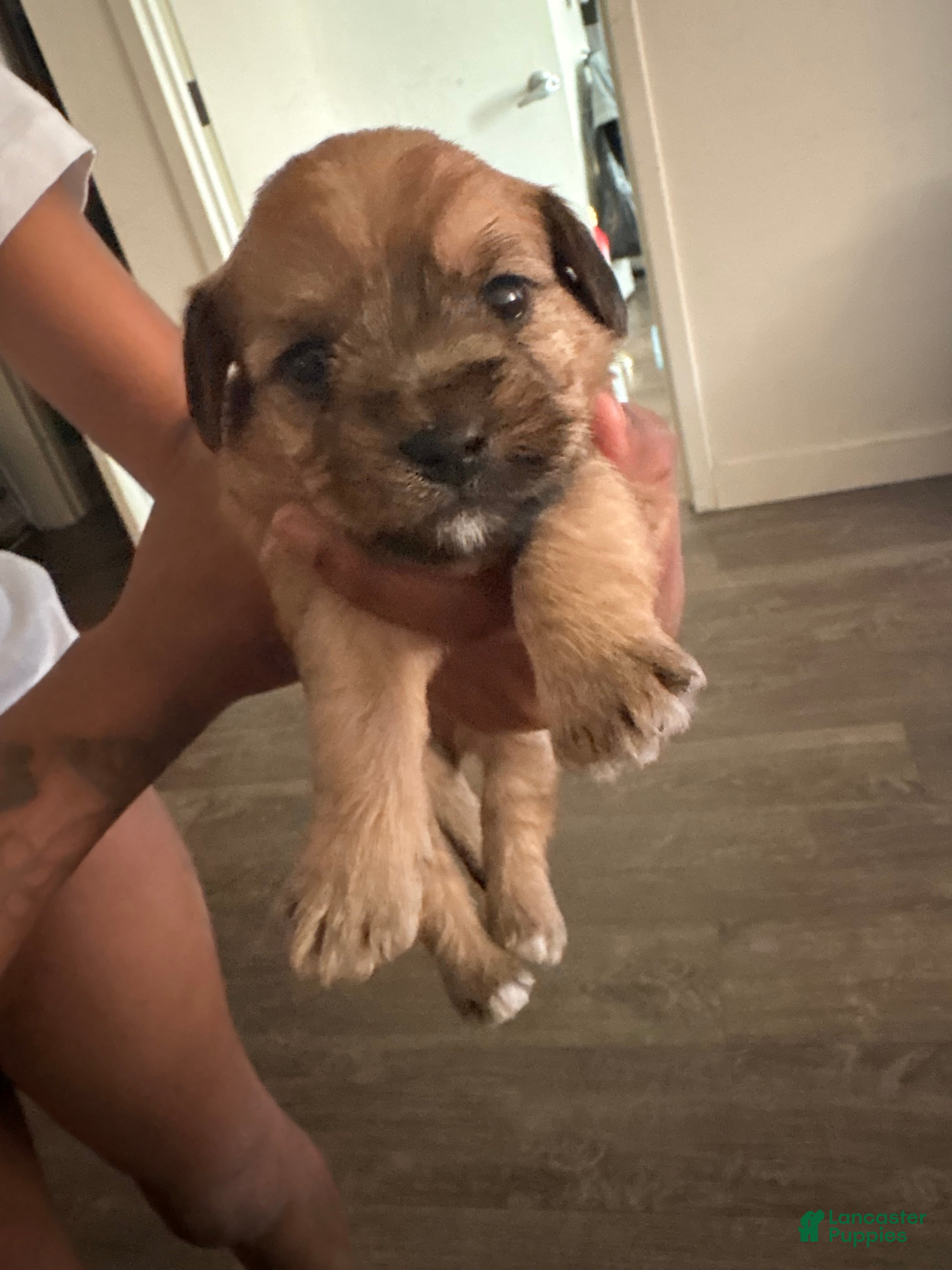Mixed Breed dogs Baby Peanut - Ad 20