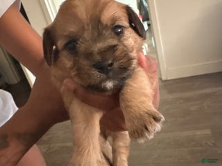 Mixed Breed dogs Baby Peanut - Ad 25