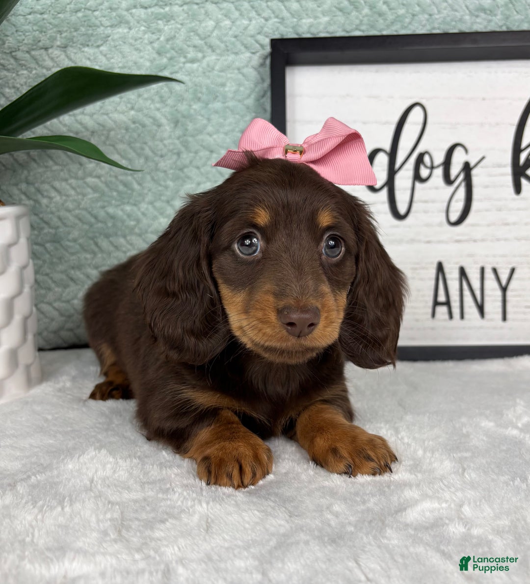 Miniature Dachshund dogs for sale: Dior  - Ad 5