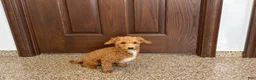 Havapoo dogs for sale: Havapoo Puppy 1 - Ad 7