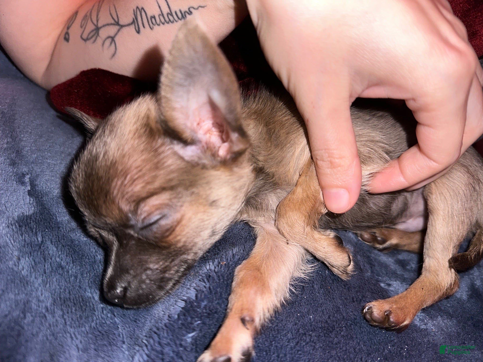 Chihuahua dogs Chihuahua 2 - Ad 31