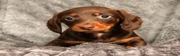 Miniature Dachshund dogs for sale: Jose - Ad 7