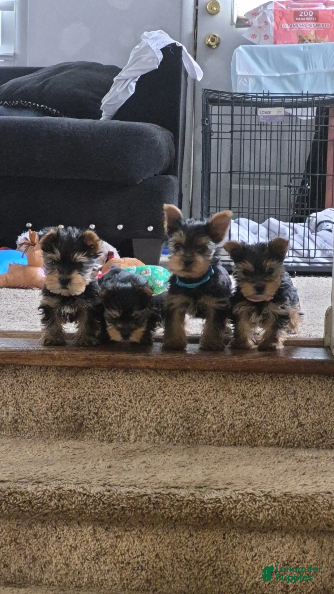 Gallery Image {{count}}