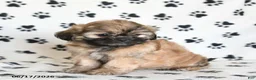 Shihpoo dogs for sale: Doreen - Ad 3