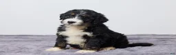 Bernedoodle dogs for sale: Kyler - Ad 5