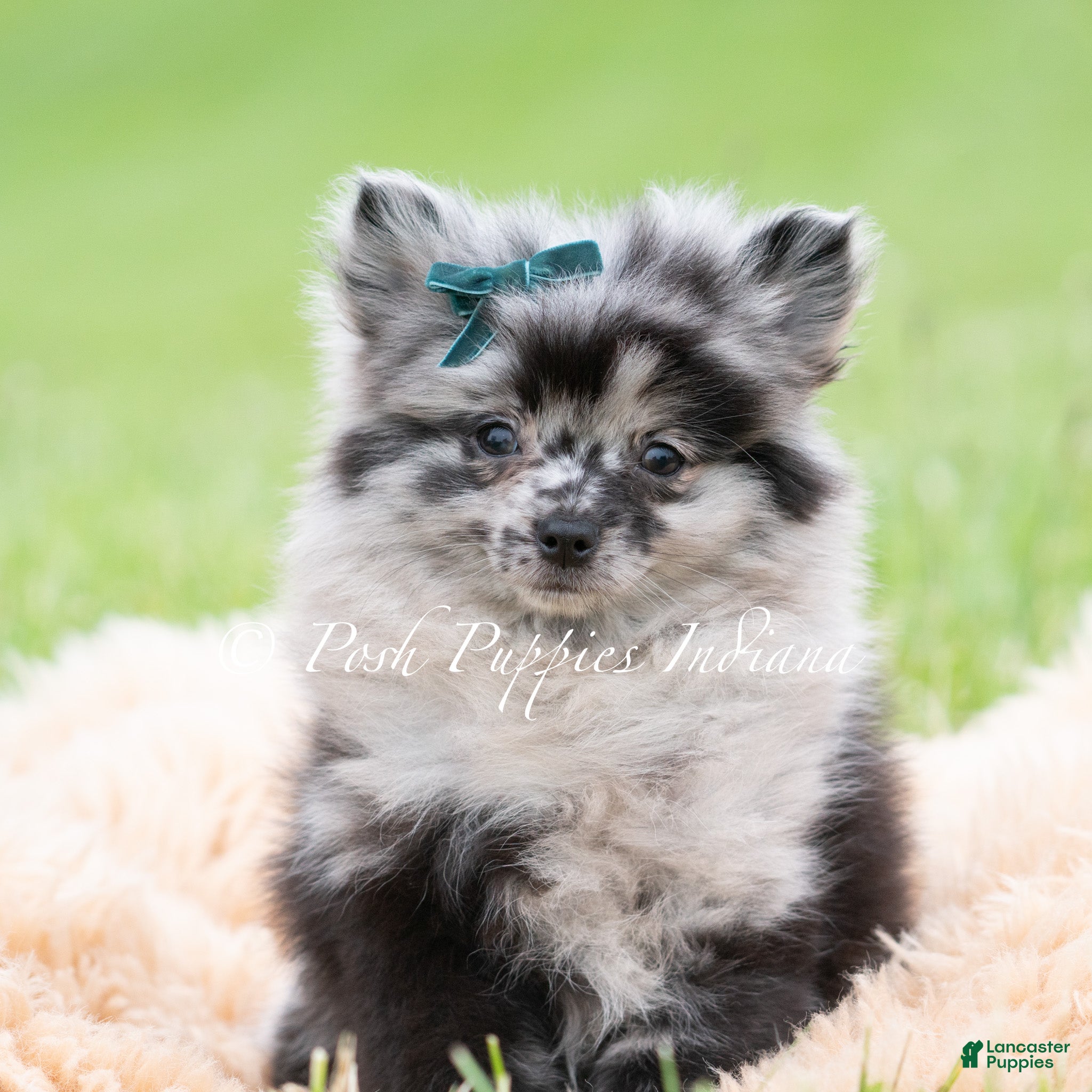Pomeranian dogs Crockett AKC - Ad 23
