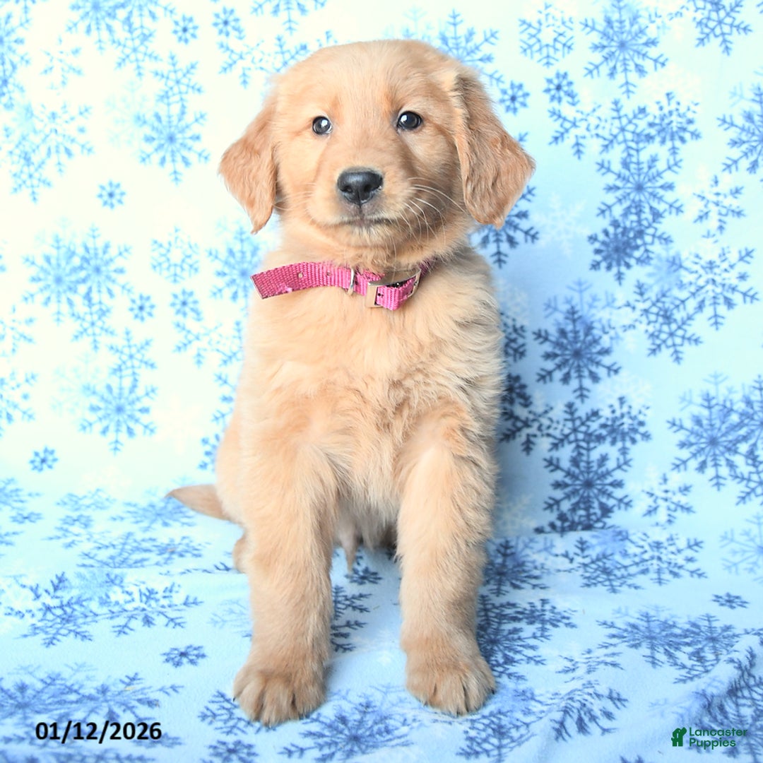 Golden Retriever dogs for sale: Leo - Ad 1