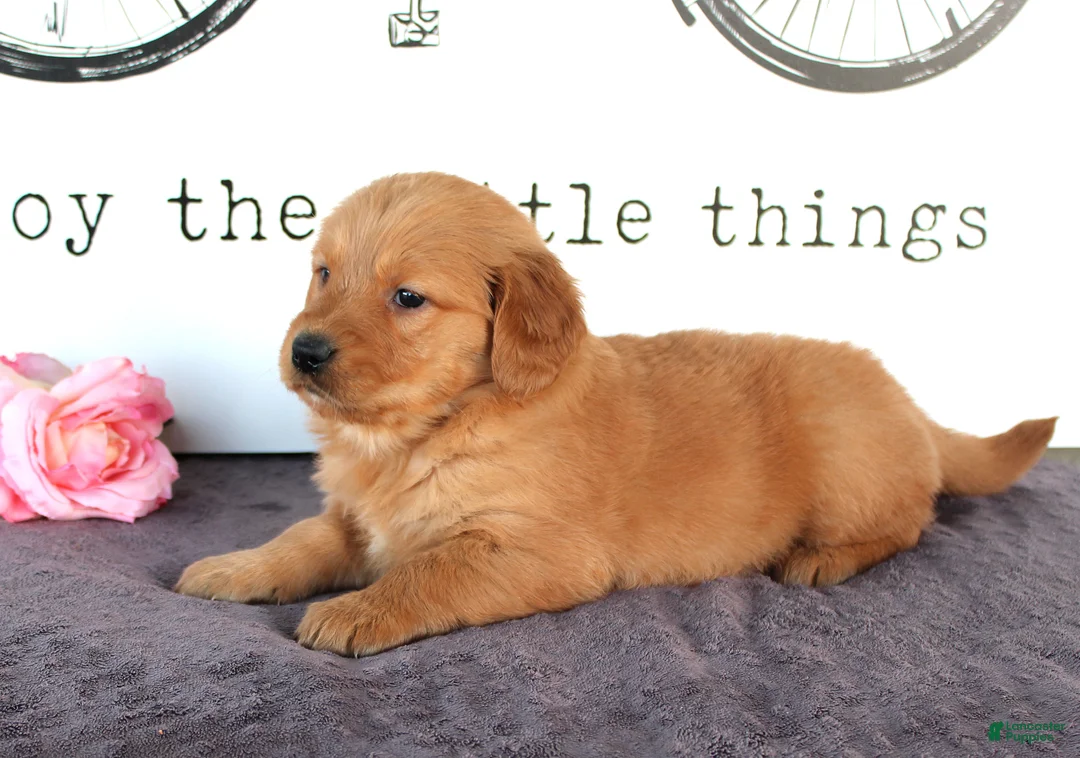 Golden Retriever dogs for sale: Jenny - Ad 3