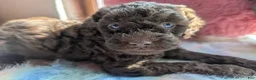 Labradoodle dogs for sale: Labradoodle 4 - Ad 1