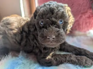 Labradoodle dogs Labradoodle 4 - Ad 14