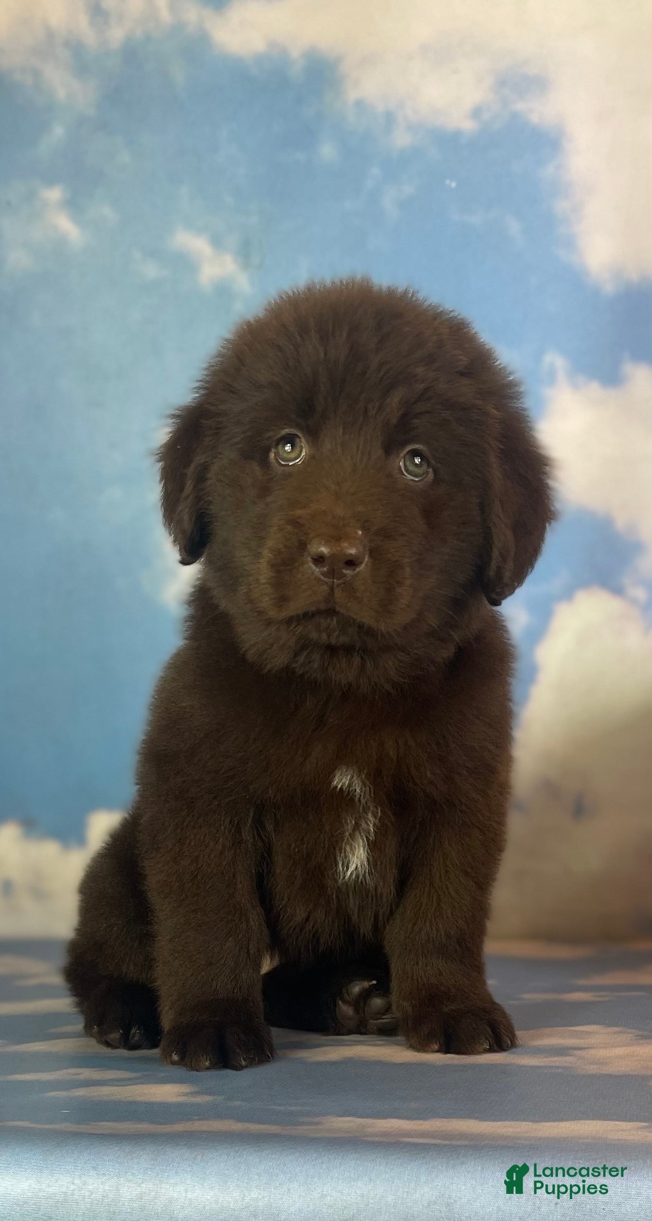 Mixed Breed dogs Evie - Ad 24