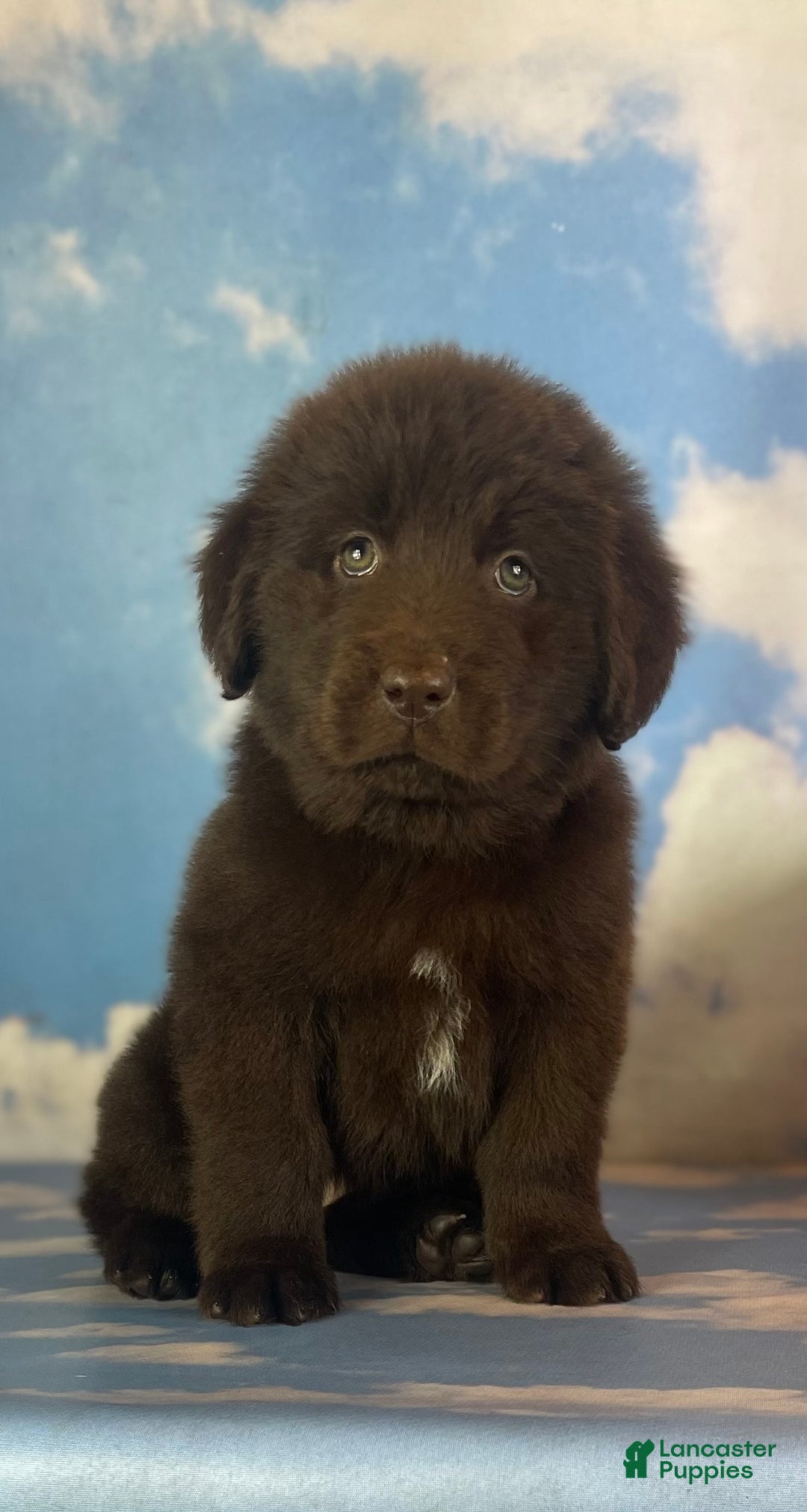 Mixed Breed dogs for sale: Evie - Ad 1