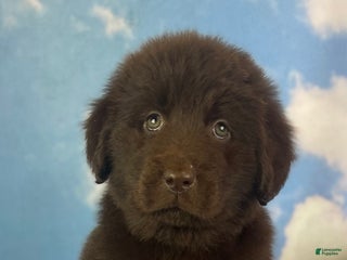 Mixed Breed dogs Evie - Ad 16