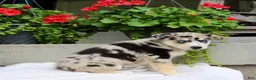 Mixed Breed dogs for sale: Lindor  - Ad 9