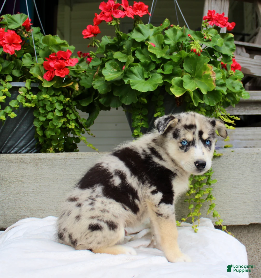 Mixed Breed dogs for sale: Lindor  - Ad 9