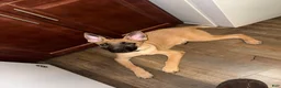 German Shepherd dogs for sale: Kobe - Ad 1