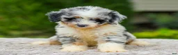 Mini Aussiedoodle dogs for sale: Baxter - Ad 4