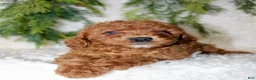 Cavapoo dogs for sale: Cavapoo 4 - Ad 3