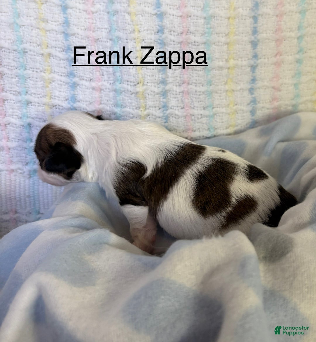 Chihuahua dogs for sale: Chihuahua Puppy 3 - Ad 3