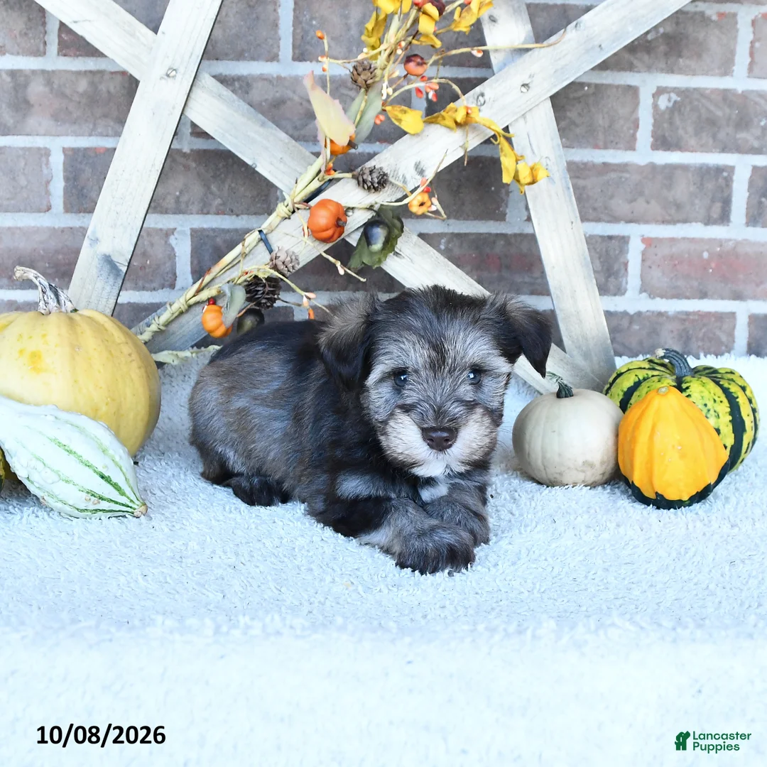 Miniature Schnauzer dogs for sale: Ollie - Ad 1