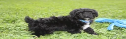 Yorkiepoo dogs for sale: Ranger  - Ad 18