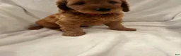 Goldendoodle dogs for sale: Red - Ad 2