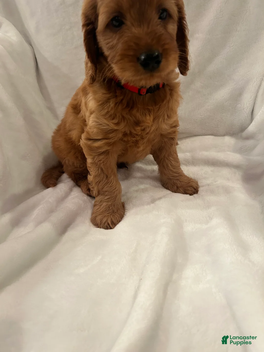 Goldendoodle dogs for sale: Red - Ad 2