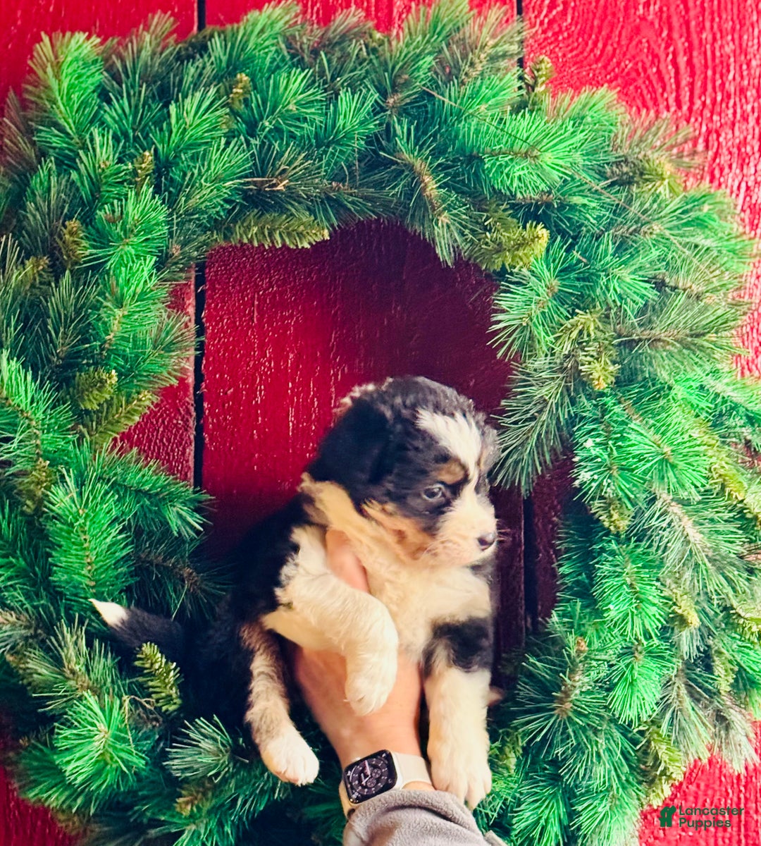 Mixed Breed dogs for sale: Mixed Breed Puppy 2 - Ad 1