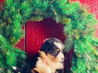 Mixed Breed dogs Mixed Breed Puppy 2 - Ad 31