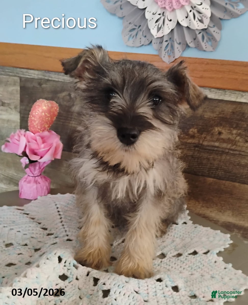Miniature Schnauzer dogs Precious - Ad 1