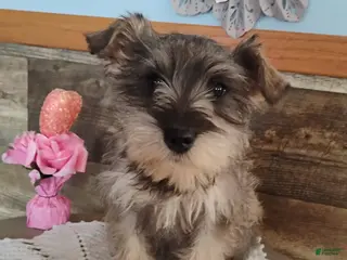 Miniature Schnauzer dogs for sale: Precious - Ad 1