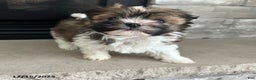 Havanese dogs for sale: Cuddles - Ad 3