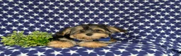 Morkie dogs for sale: Rainger 6 lbs Full Grown - Ad 6