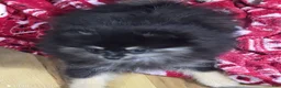 Pomeranian dogs for sale: Akc Macy  - Ad 3