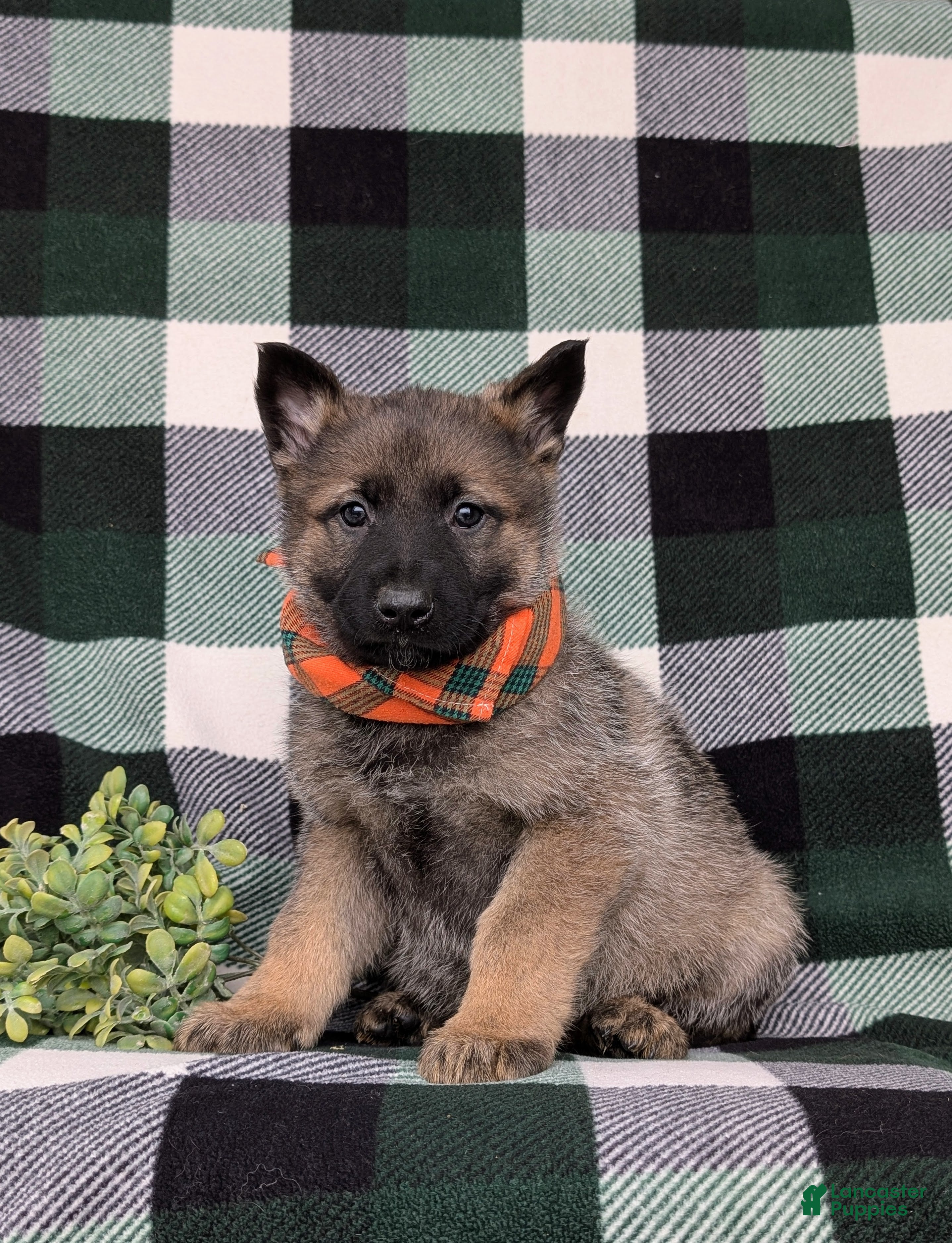 Mixed Breed dogs Colbert - Ad 2