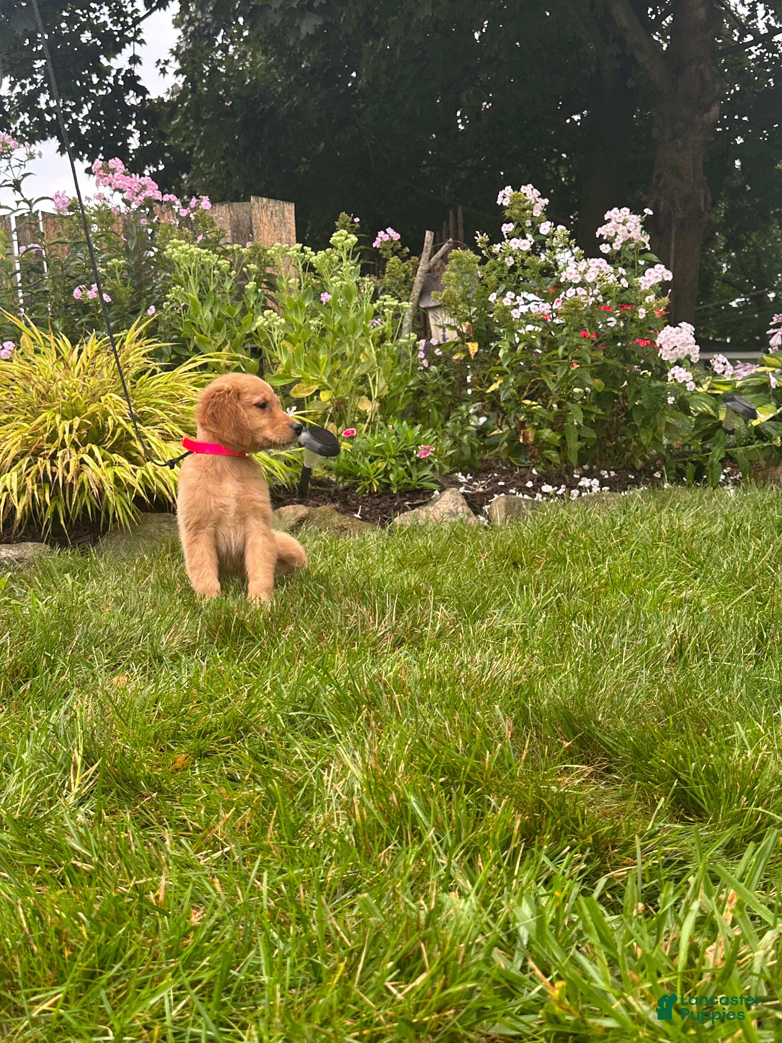 Golden Retriever dogs Golden Retriever 9 - Ad 2