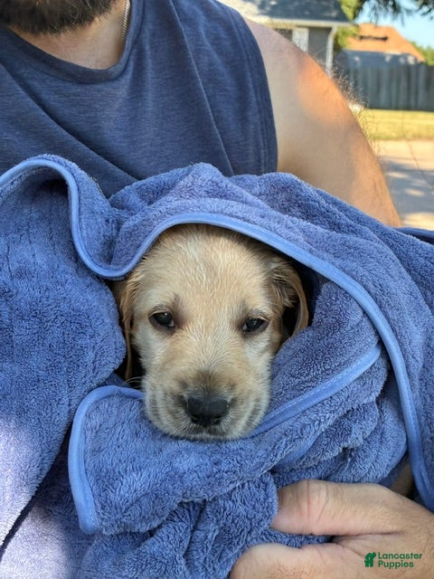 Labradoodle dogs Jake - Ad 2