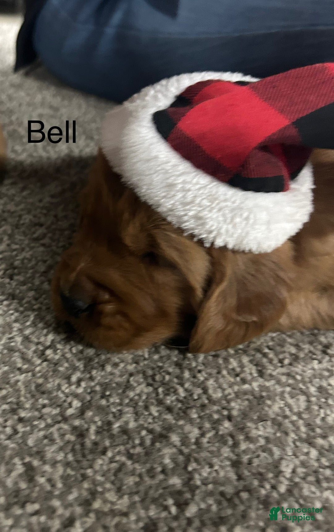 Golden Retriever dogs for sale: Golden Retriever Puppy Bell - Ad 4
