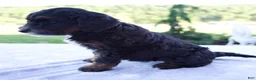 Mini Bernedoodle dogs for sale: Flora - Ad 5