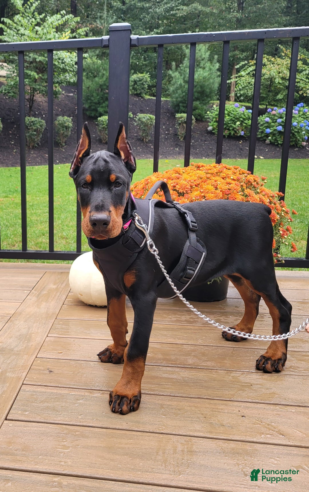 Gallery Image {{count}}