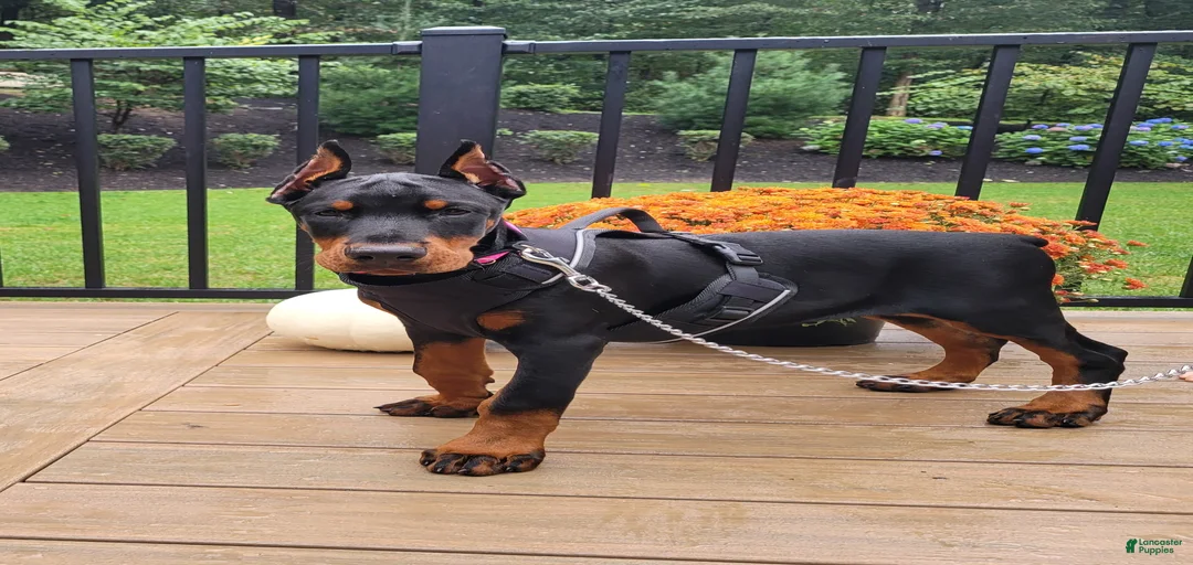 Gallery Image {{count}}