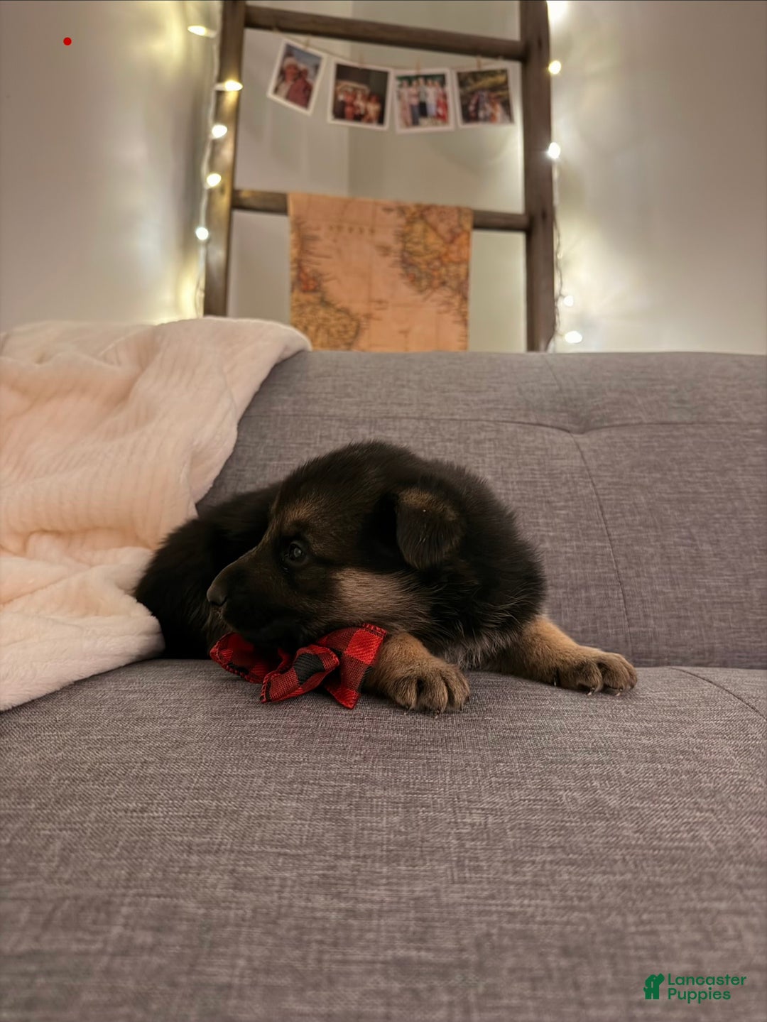 German Shepherd dogs for sale: German Shepherd Puppy 1 - Ad 4
